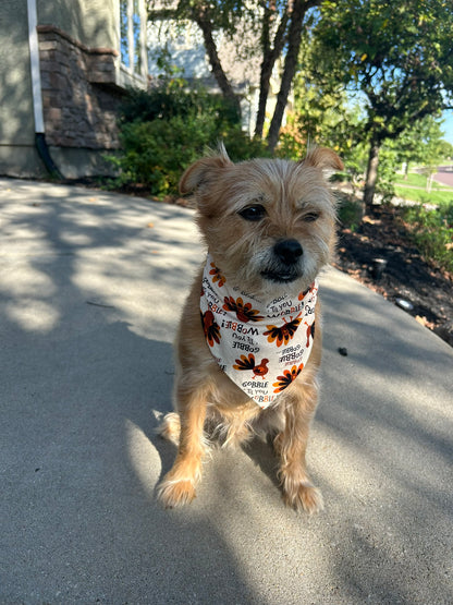 Tan dog sitting on sidewalk wearing a Gobble Gobble bandana.