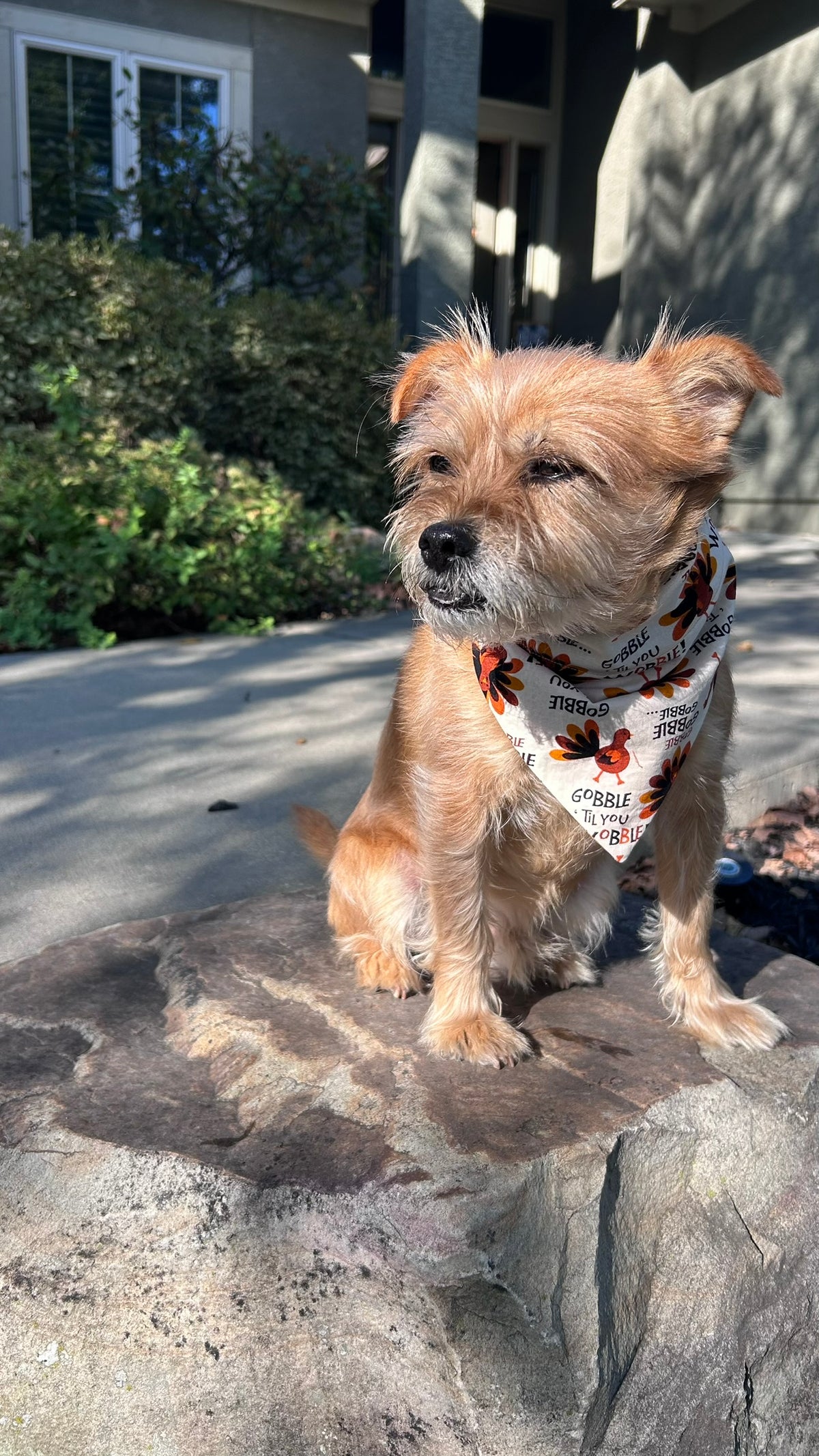 A small tan dog sitting on a stone patio outdoors, wearing a cream colored bandana with a brown and orange turkey print and the text 'Gobble 'Til You Wobble'.