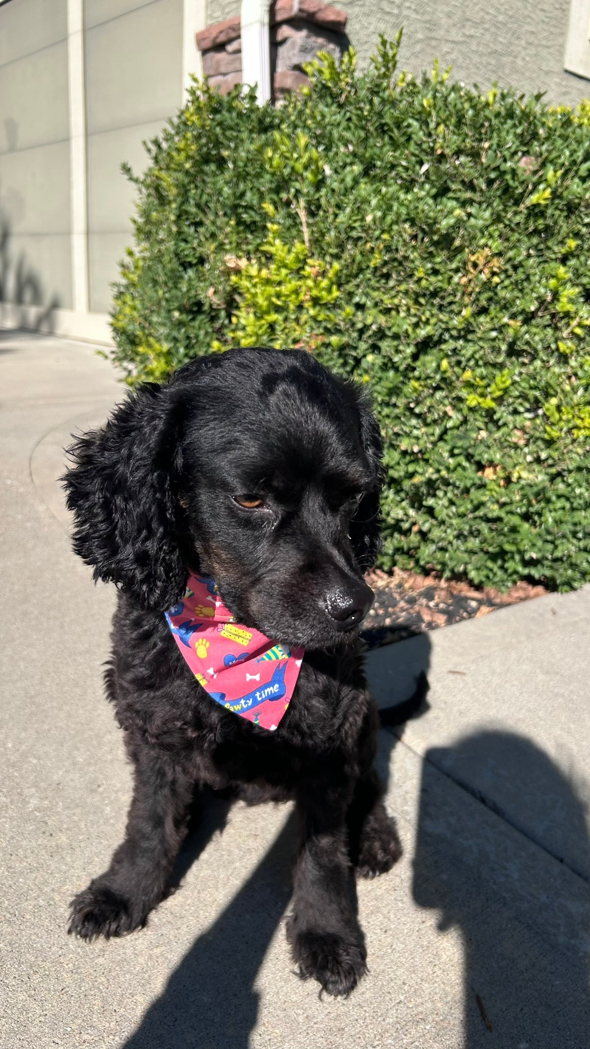 Black dog sitting on sidewalk wearing Pawty Time Bandana.
