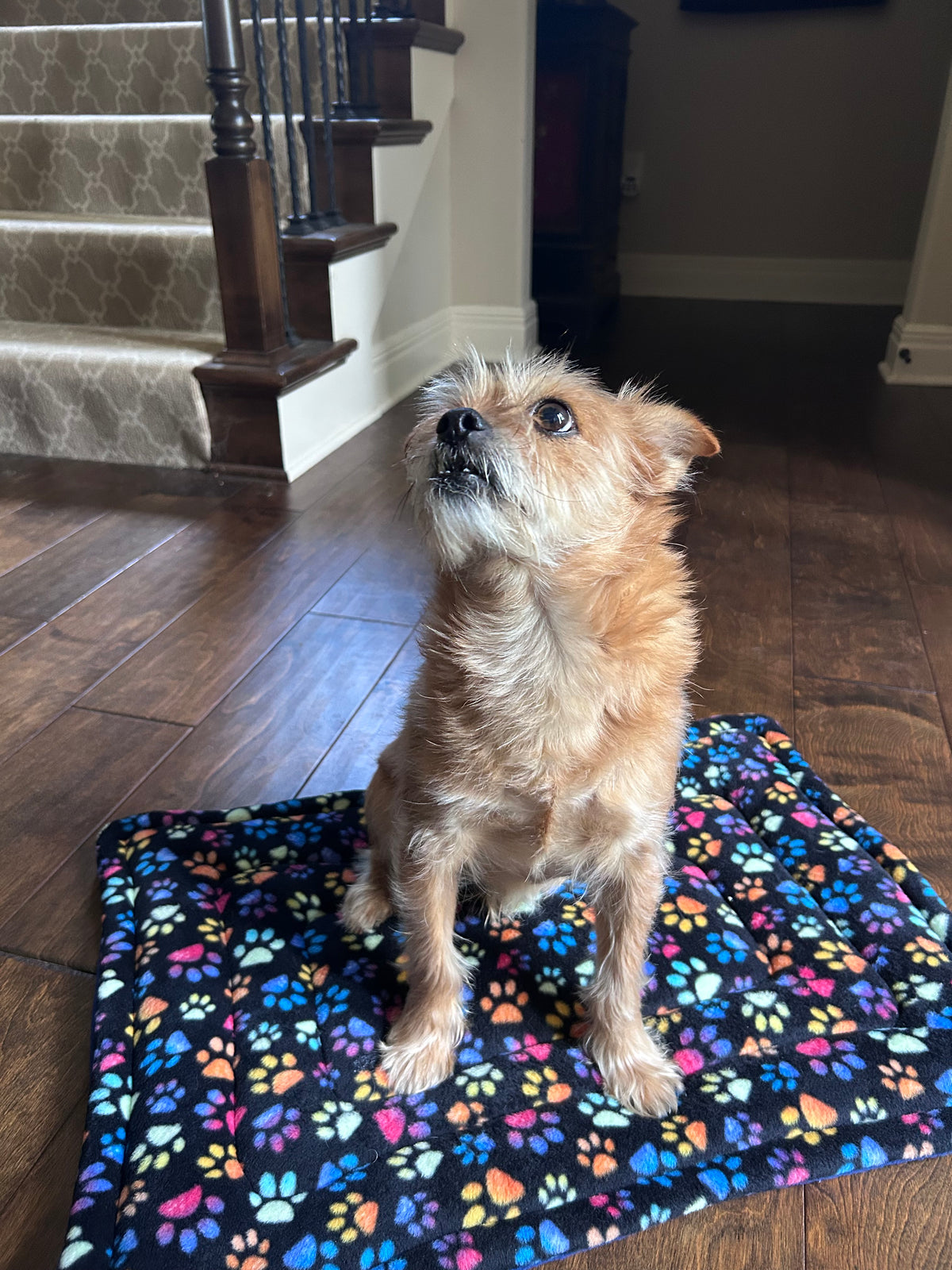 A small tan dog sits on a black pet mat with a colorful paw print pattern in a home interior with hardwood floors and stairs in the background.