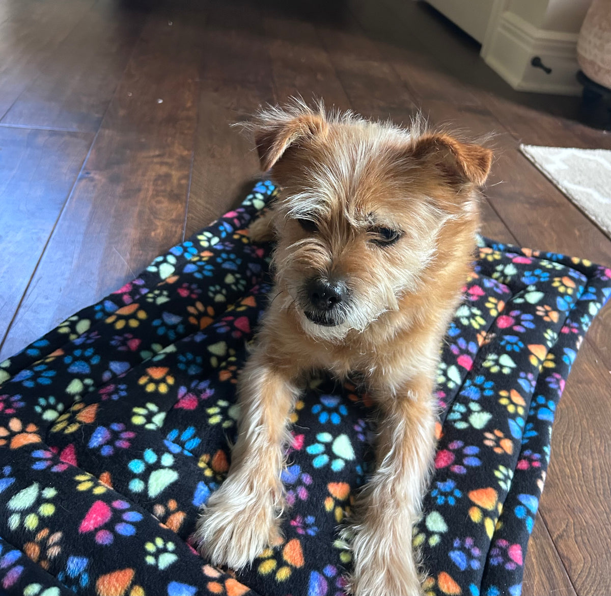 A small tan dog lying on a black blanket with a colorful paw print pattern on a hardwood floor.